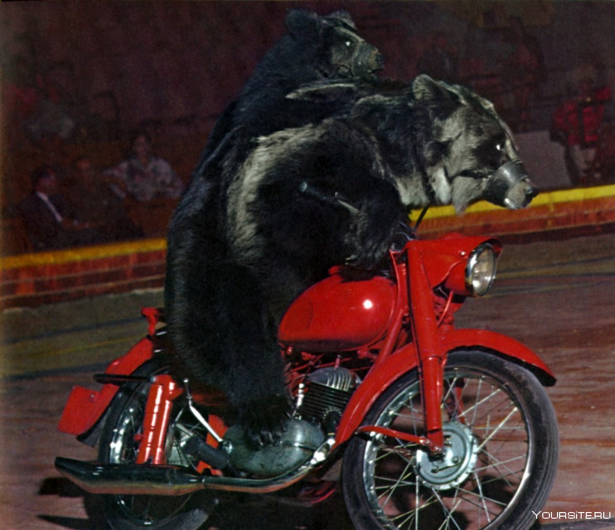 Медведь на мотоцикле в цирке