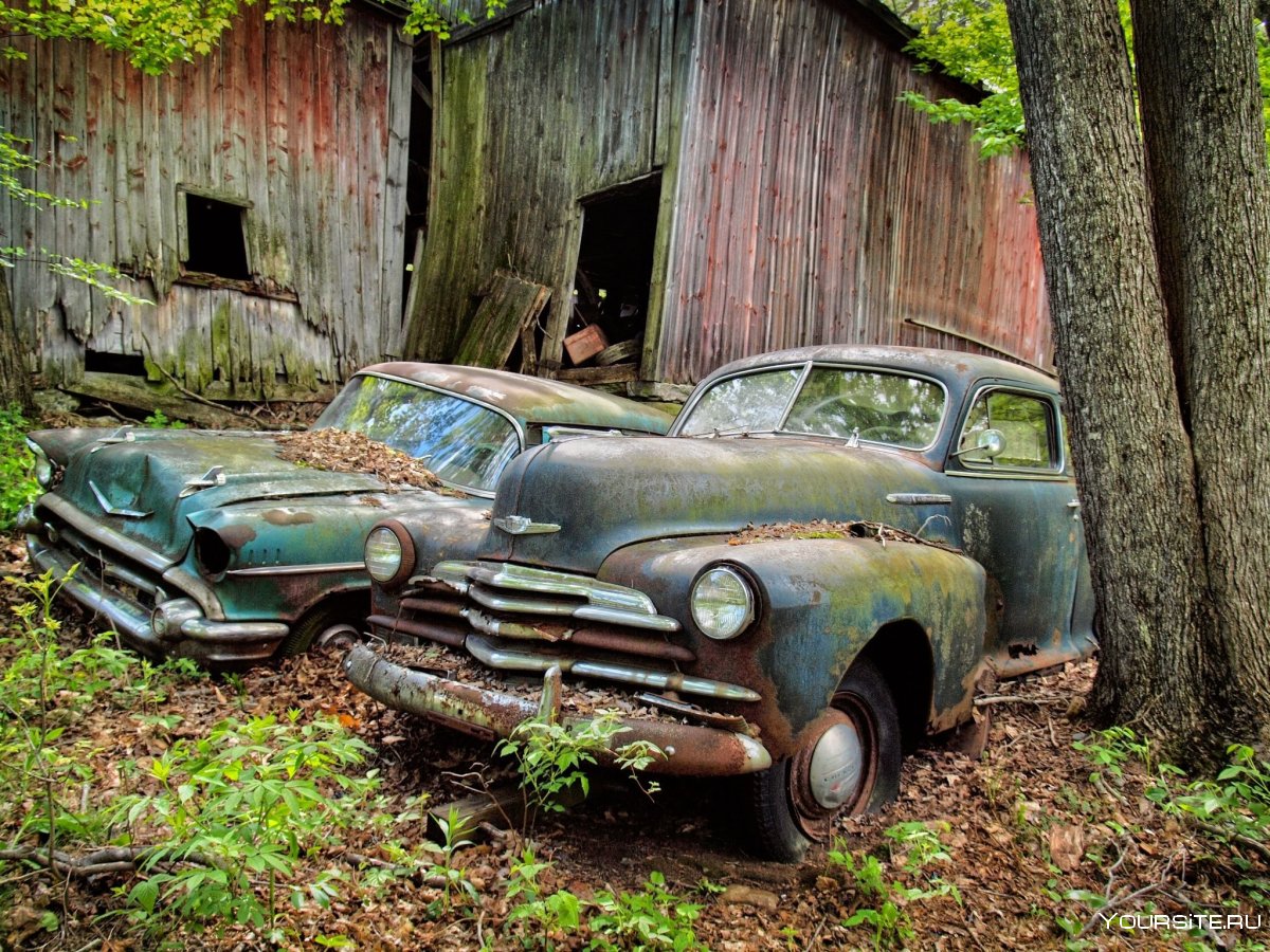 Старые машины в лесу