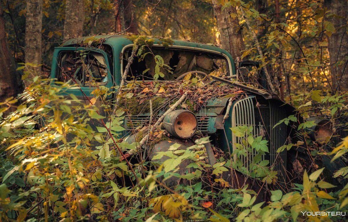 Старинные машины в лесу