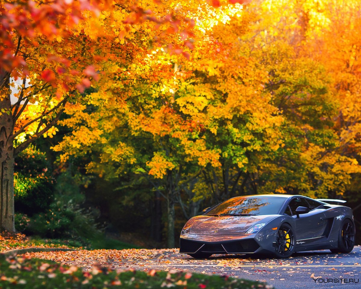 Машина осень листья