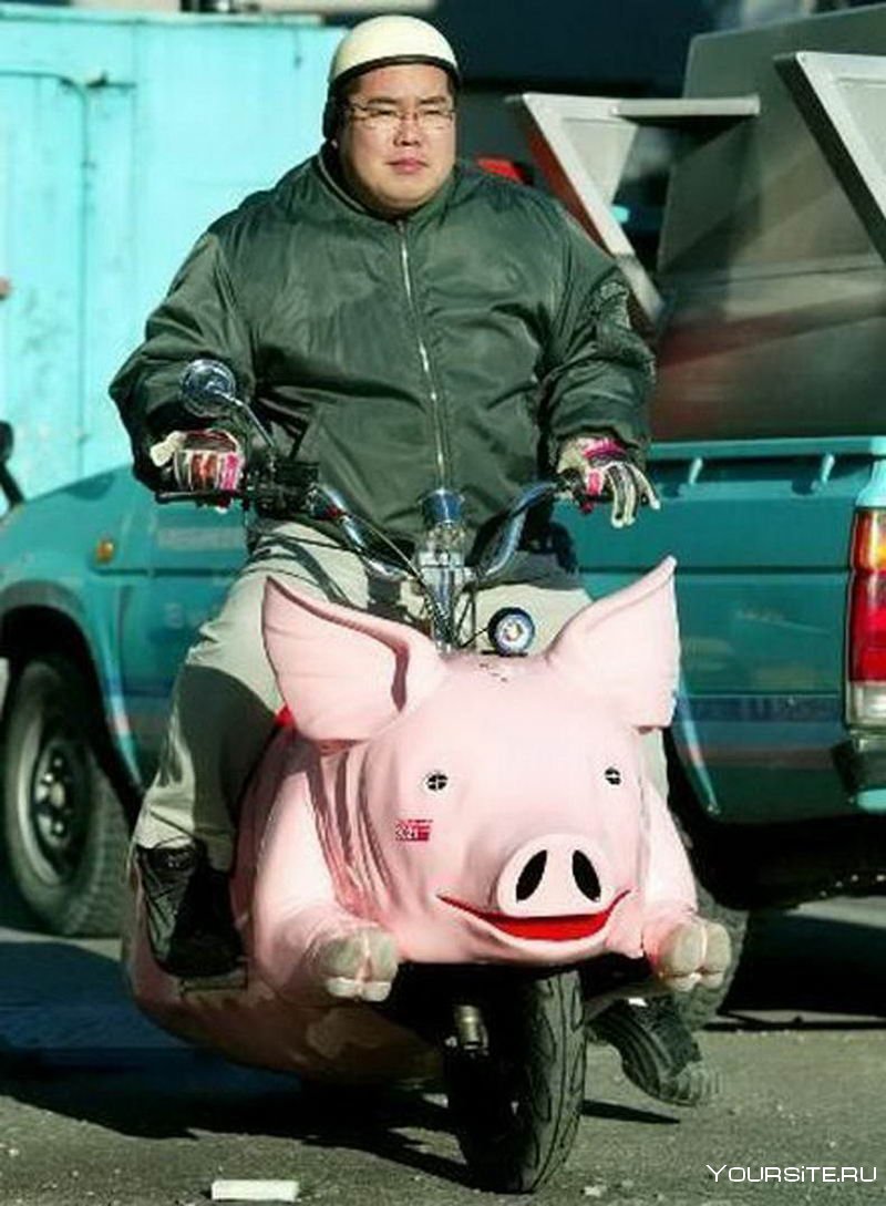 Свинья на мотоцикле