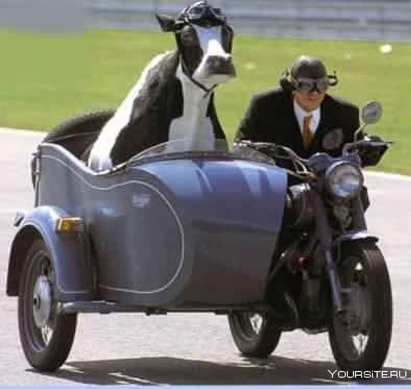 Свинья на мотоцикле