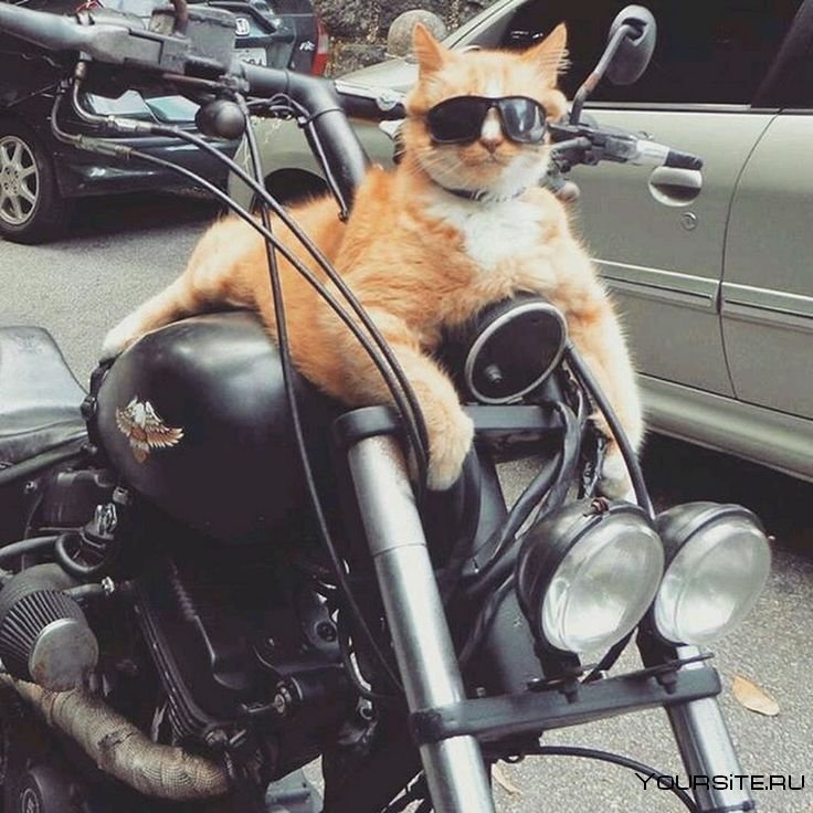 Котенок на мотоцикле
