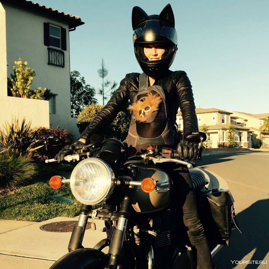Кот байкер на мотоцикле
