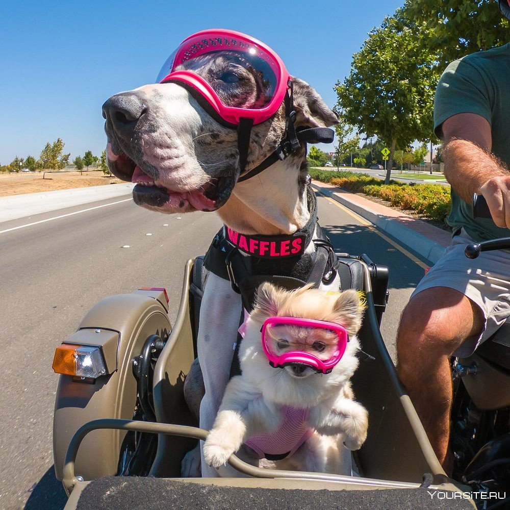 Собака в люльке мотоцикла