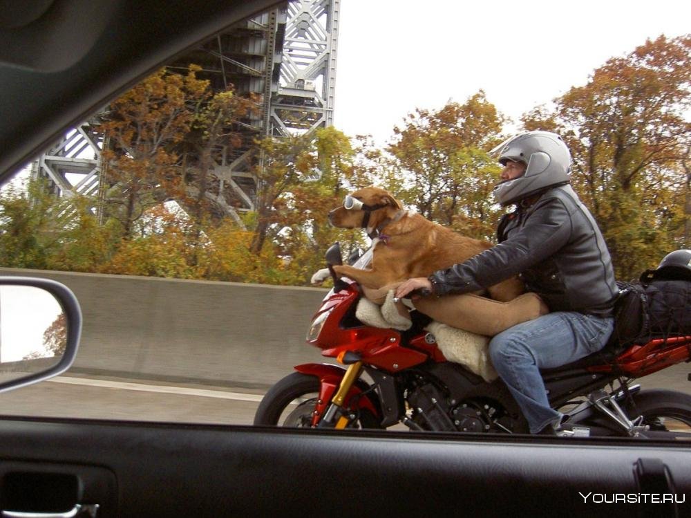 Собака едет на мотоцикле