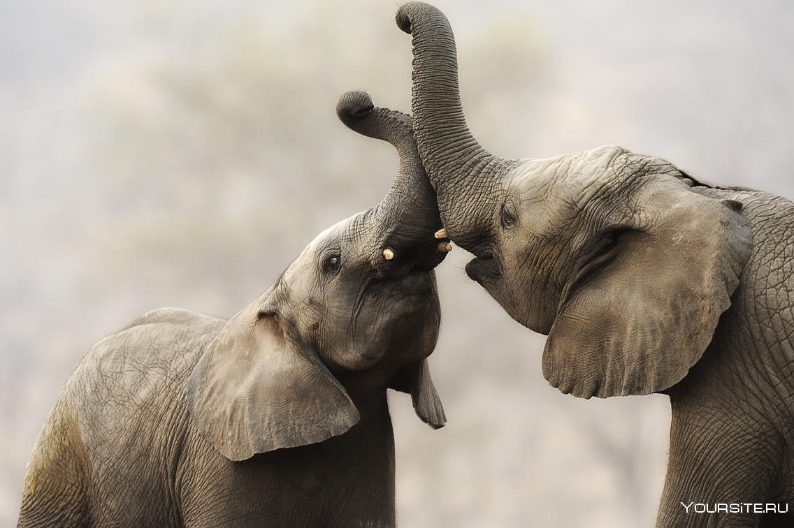 Влюбленные слоны