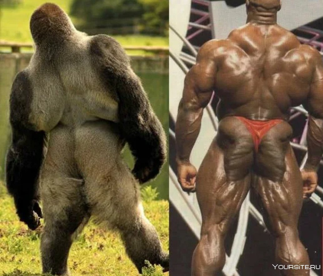 Мускулистая горилла