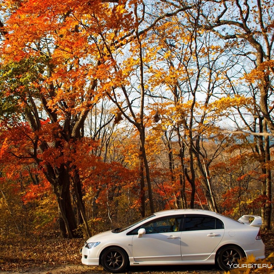 Автомобиль красивый в осеннем листьями