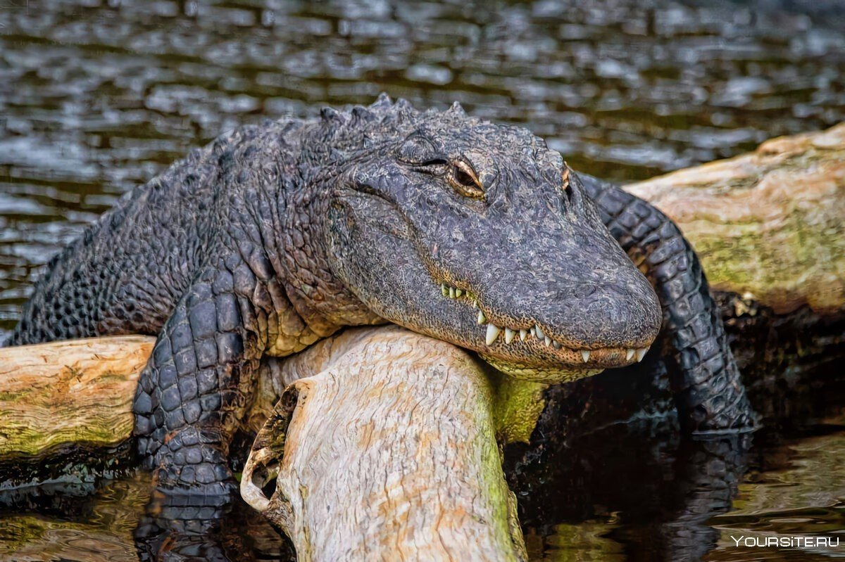 Эстетика крокодильчиков