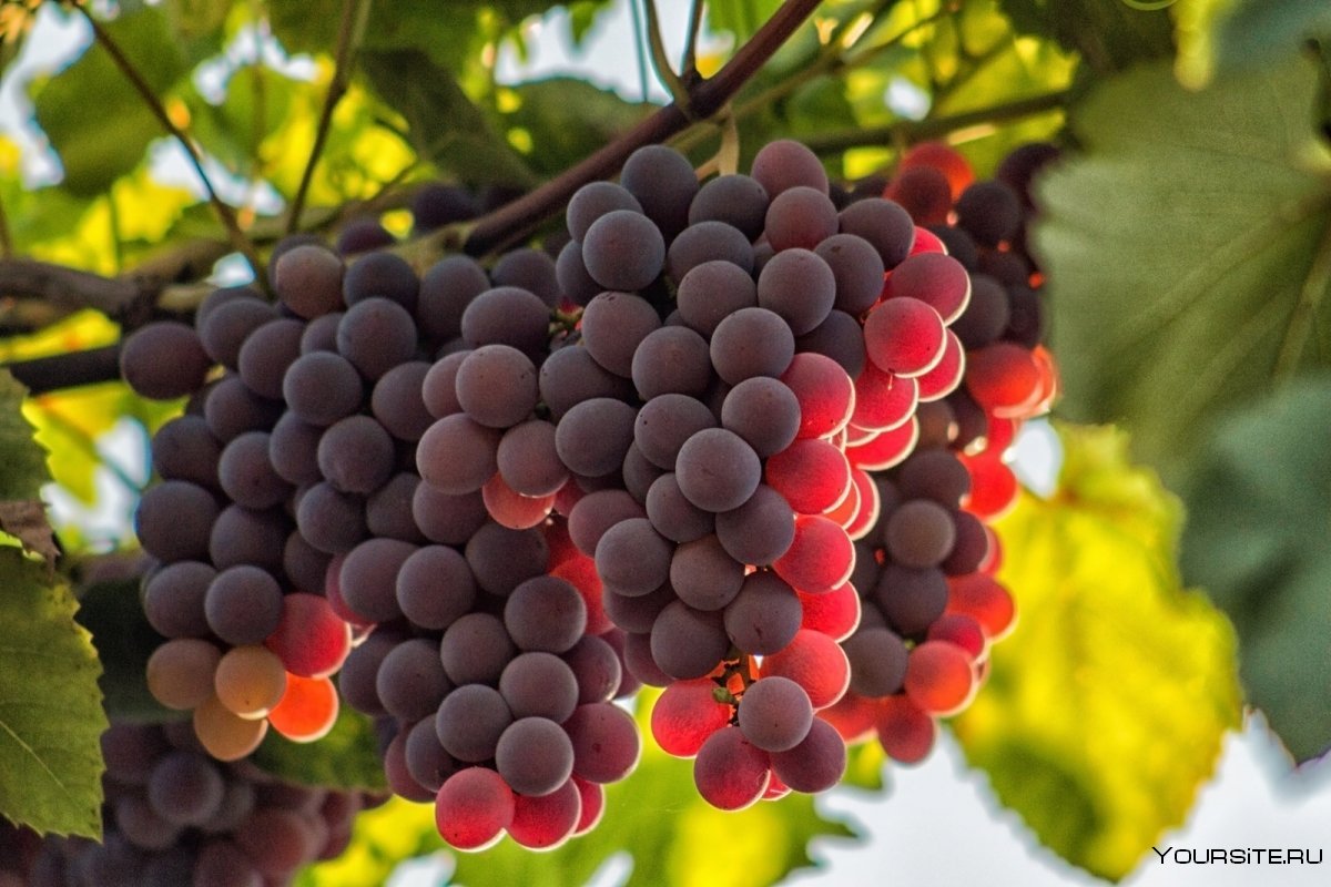 Маковей виноград