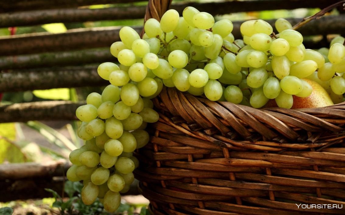 Форма листа винограда Кодрянка
