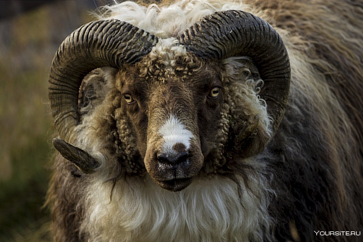 Овцы с рогами порода