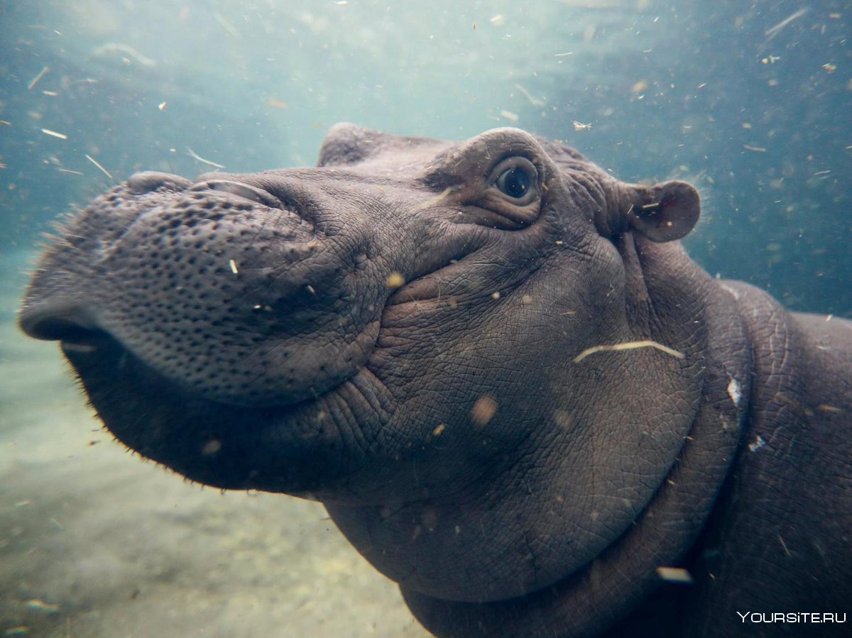 Черный Бегемот