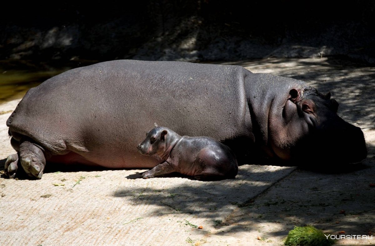 Бегемот в лондонском зоопарке