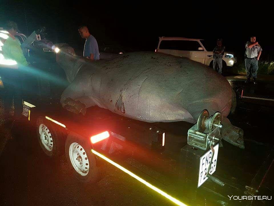 Бегемот Хендерсон