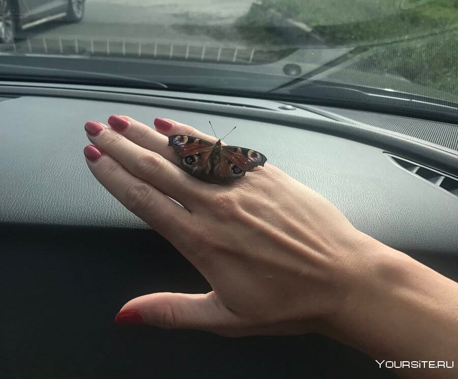 Залетела бабочка в машину