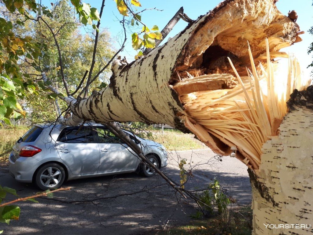 Дерево упало на машину Сток