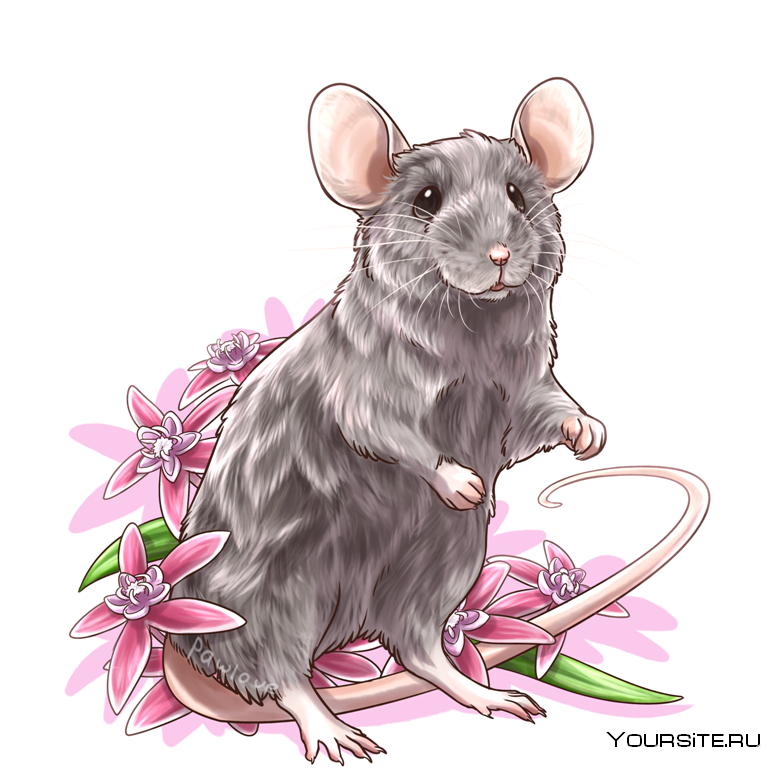 Рисовать крысу