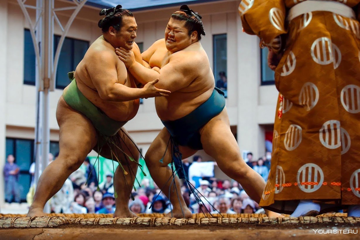 Что такое сумо. Битва сумо. Японские борцы сумо.