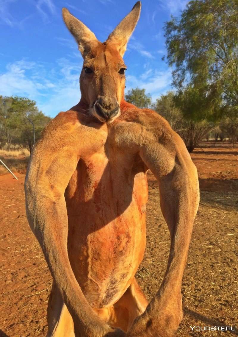 Самый накаченный кенгуру Роджер