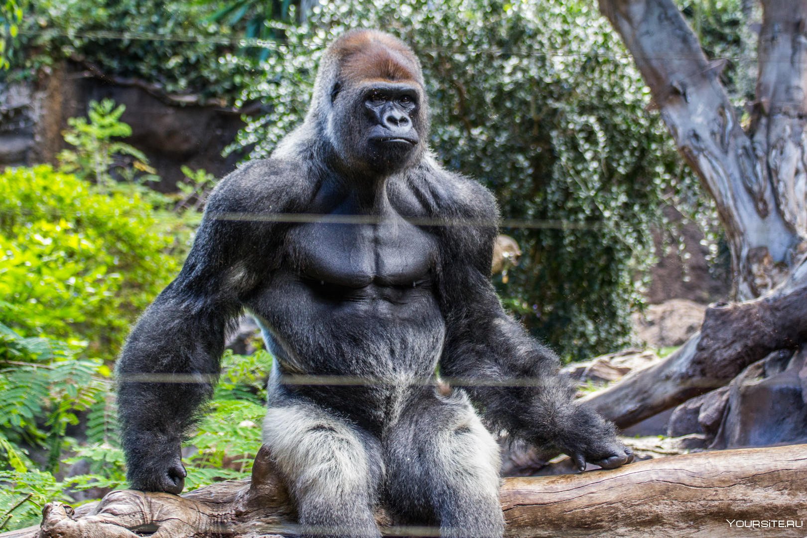 Сколько стоит горилла. Silverback горилла. Самец гориллы рост и вес. Лысая горилла. Вес гориллы самца.