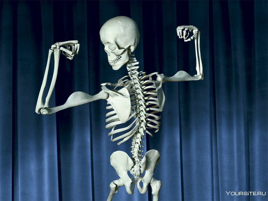 Здоровый скелет