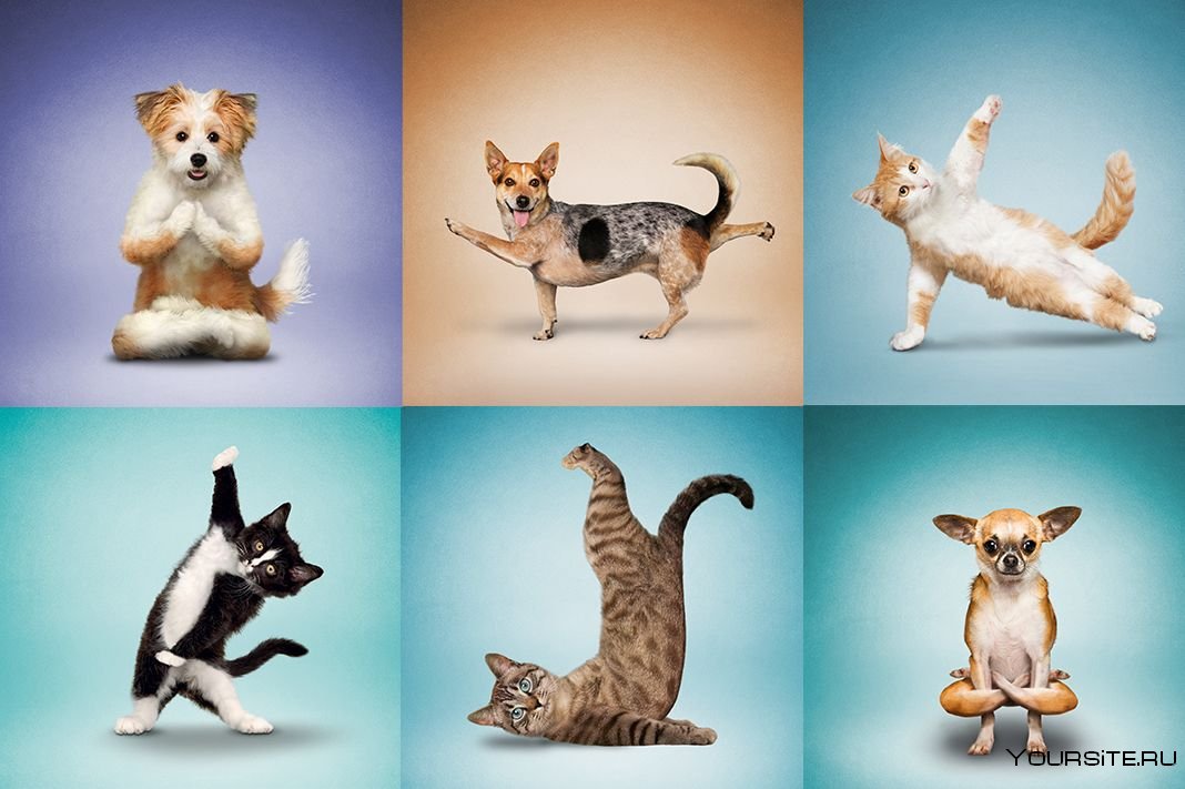 Позы животных