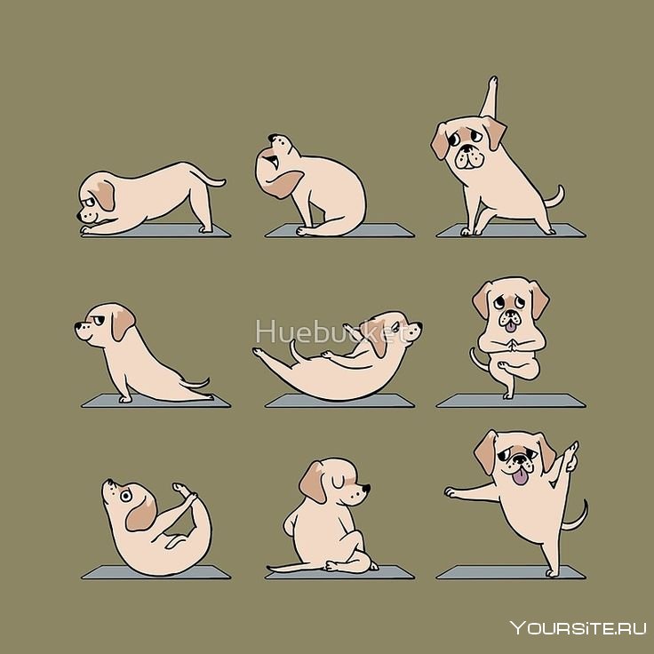 Йога животные