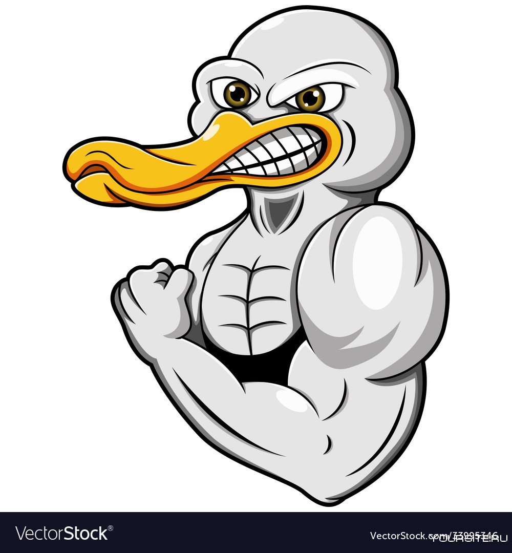 Мускулистая утка
