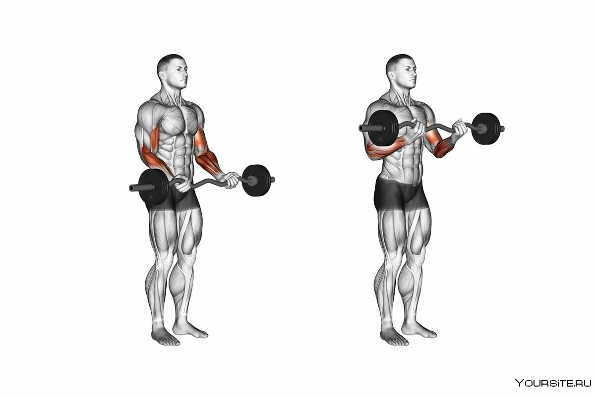 Перекрестные подъемы на бицепс
