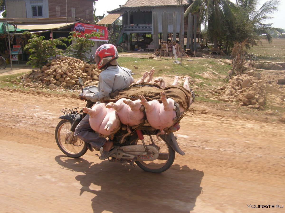 Свинья на мотоцикле везут