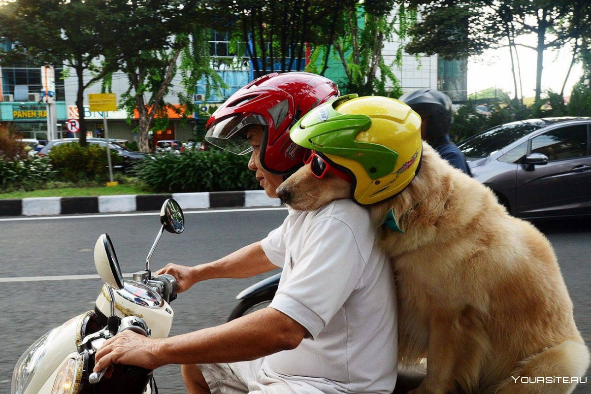 Собака в коляске мотоцикла