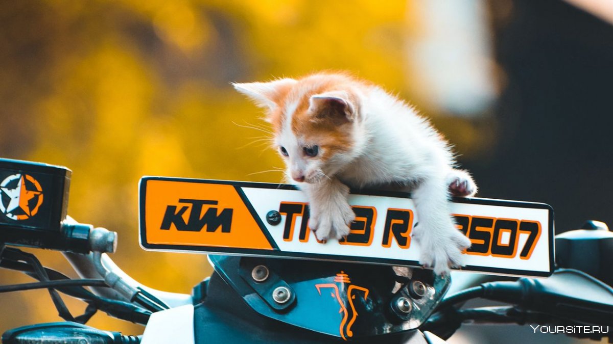 Кот на мотоцикле на рабочий стол