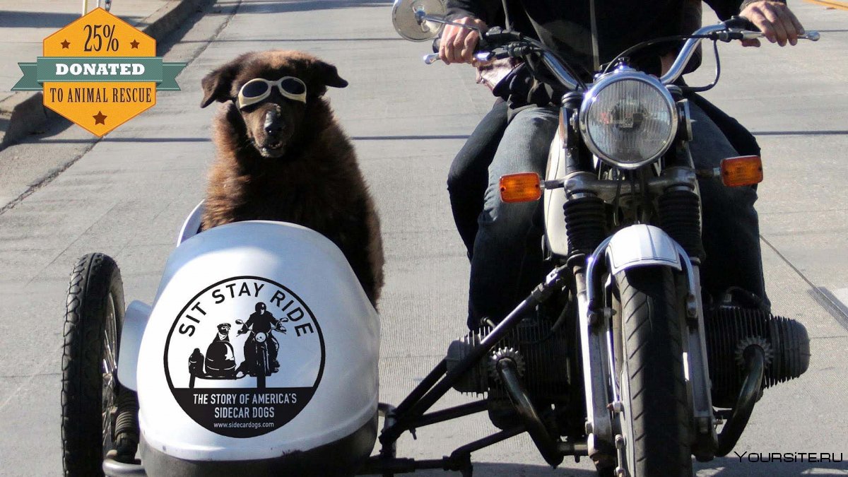 Собака в каске на мотоцикле
