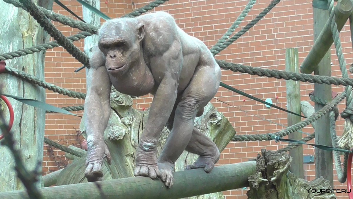 Шимпанзе Синдер