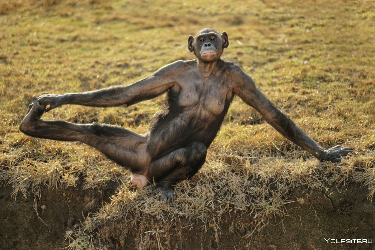 Тело обезьяны