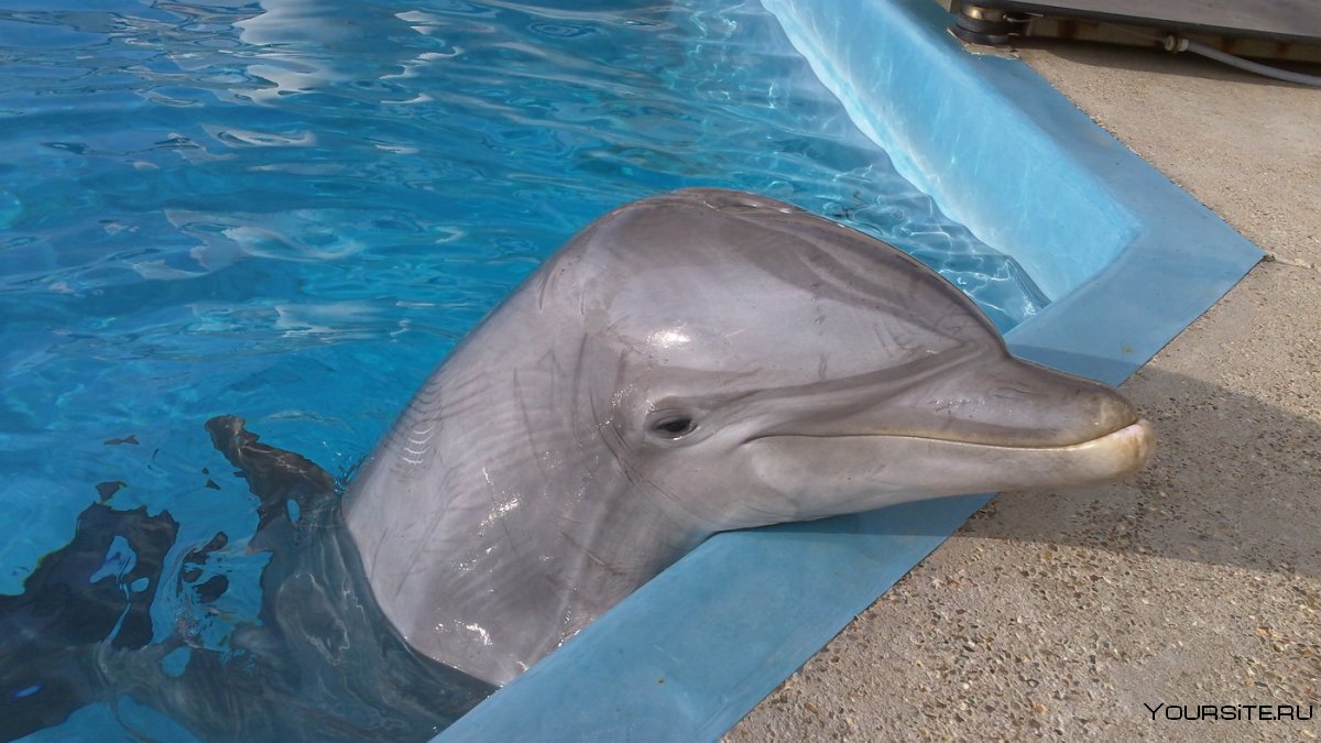 SEAWORLD Dolphins
