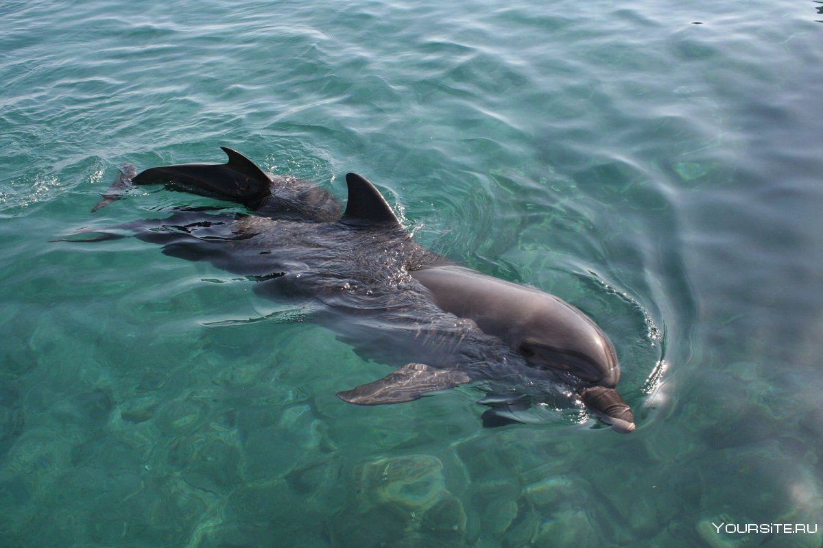 Дельфин ILTW