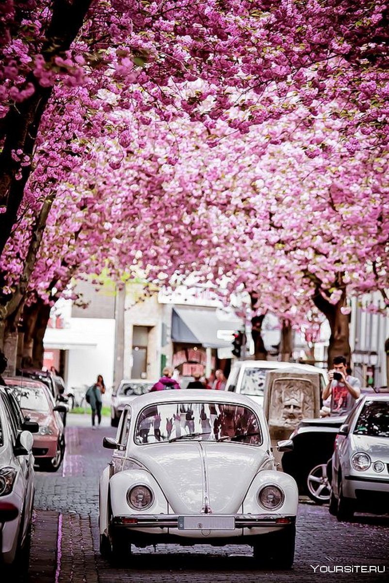 Розовый авто с цветами
