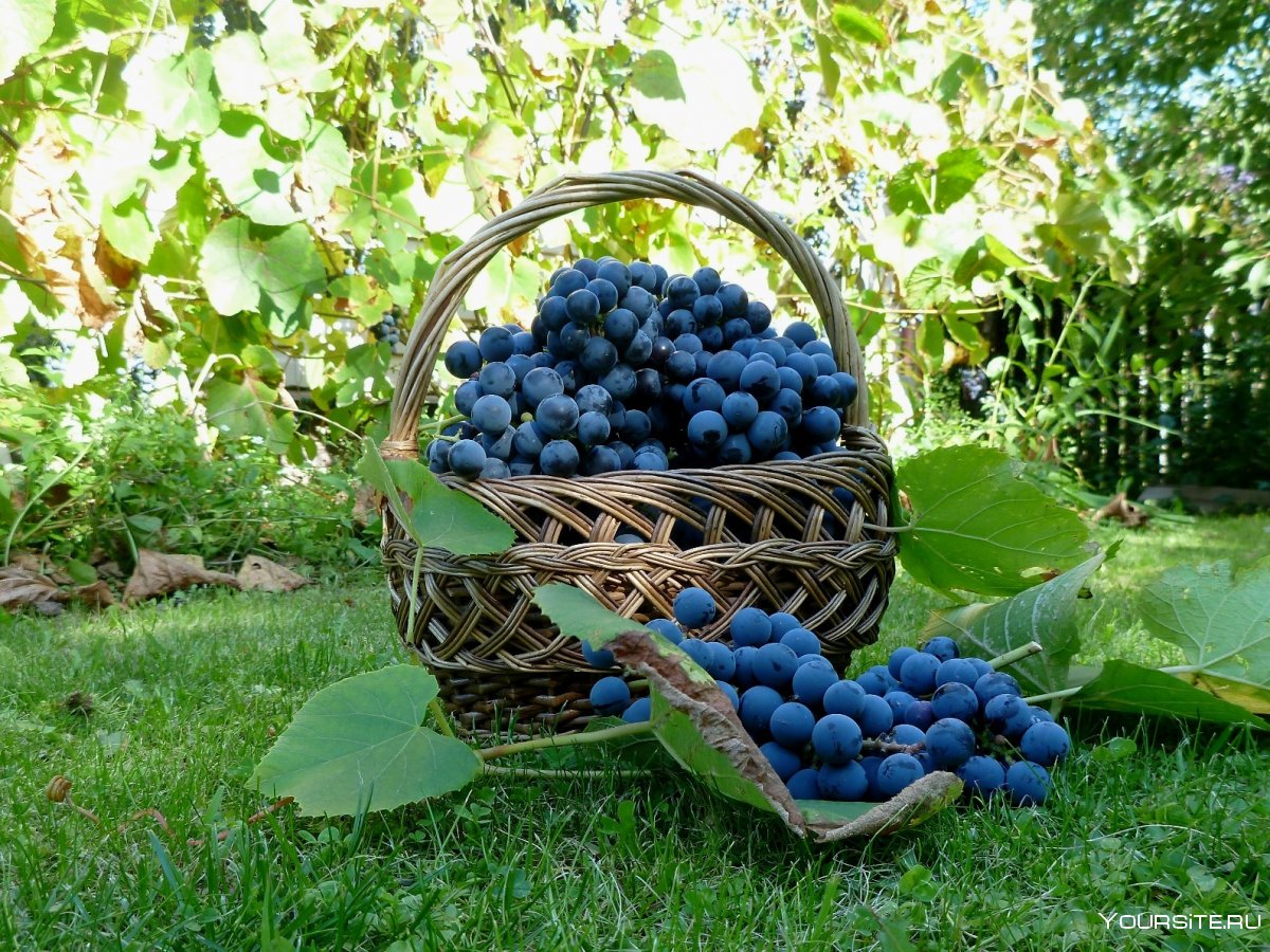 Композиция с виноградом