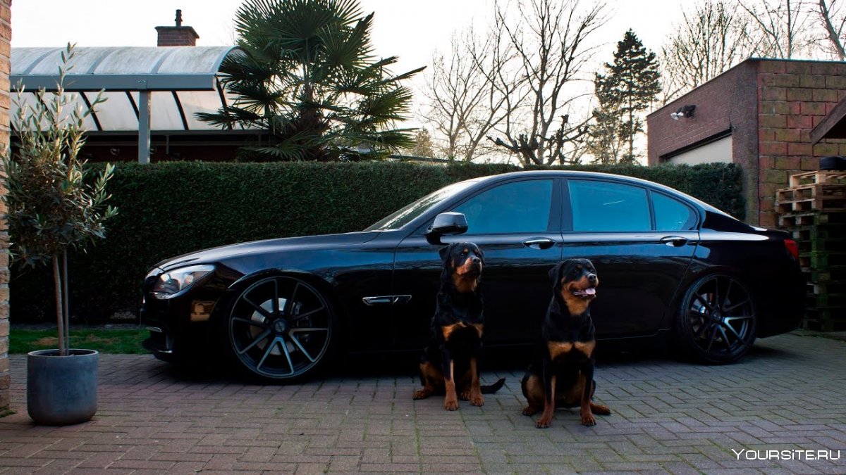 BMW x3 Доберман