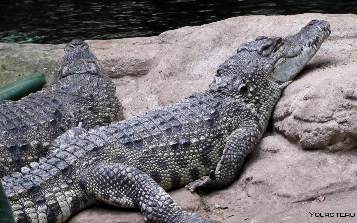 Австралийский острорылый крокодил