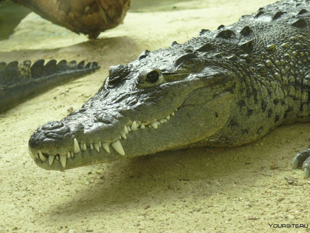 Крокодил Аллигатор Миссисипи
