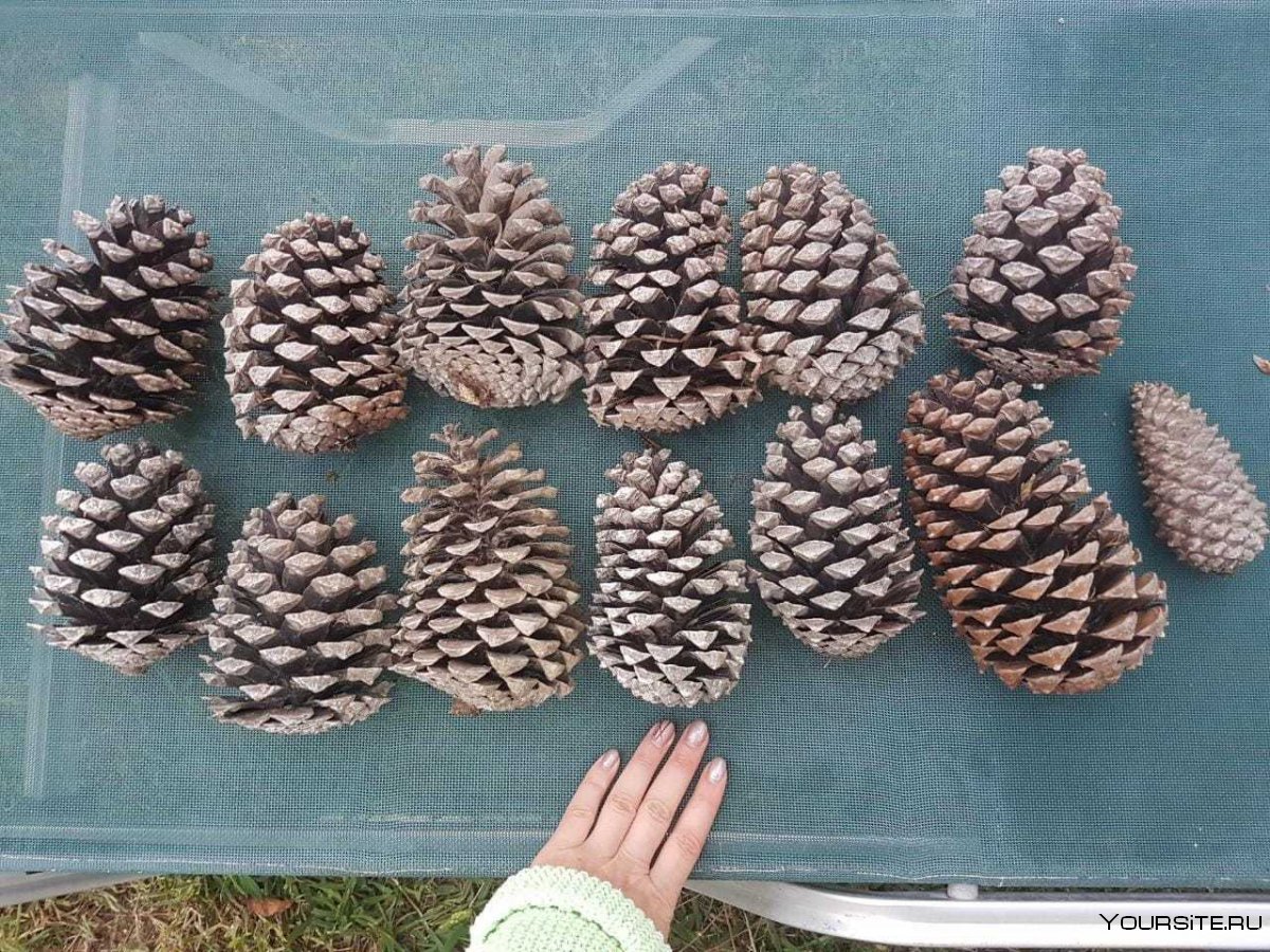 Чешуйки кедровой шишки