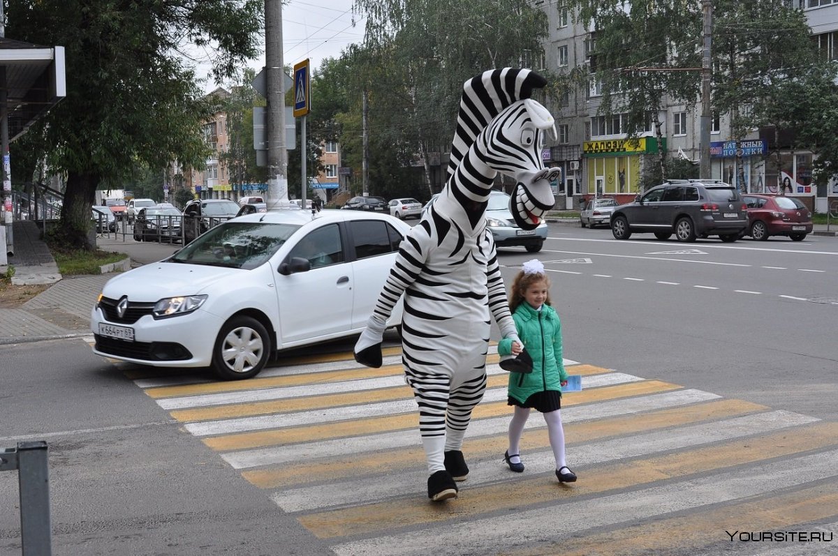 Зебра пешеход