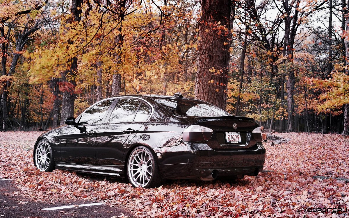BMW В лесу