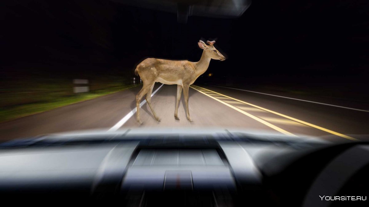 Животные ночью на дороге