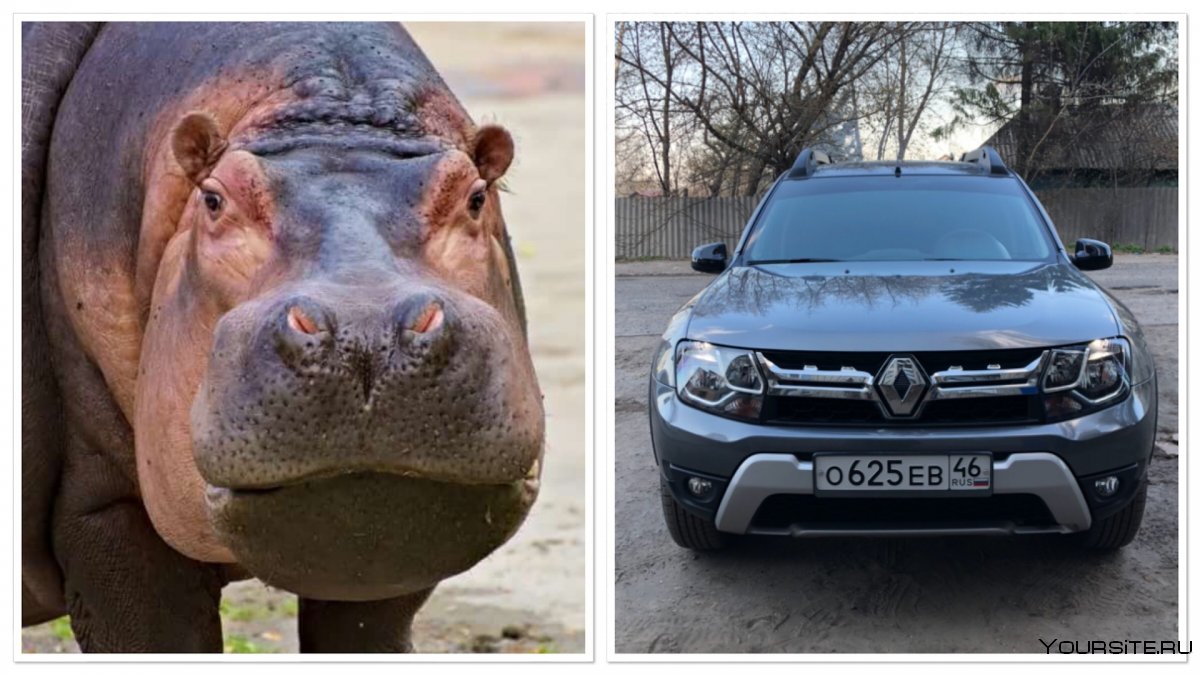 Машина похожая на бегемота