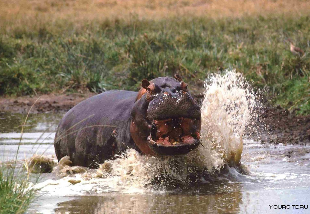 Автомобиль Бегемот